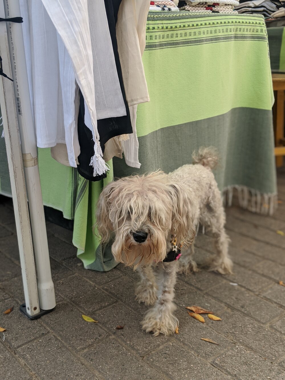 Cute dog | San Pancho Market