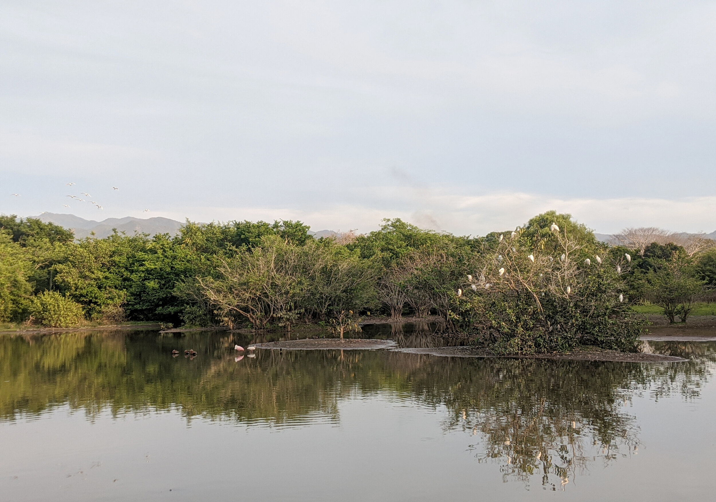 Stunning bird sanctuary | Lo De Marcos