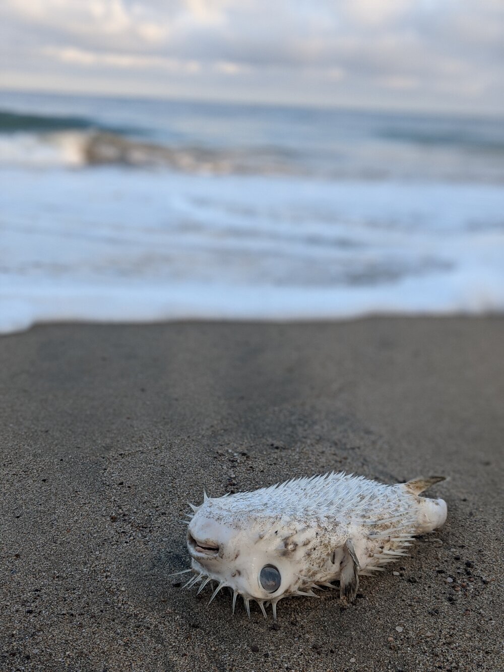 Puffer fish | Lo De Marcos