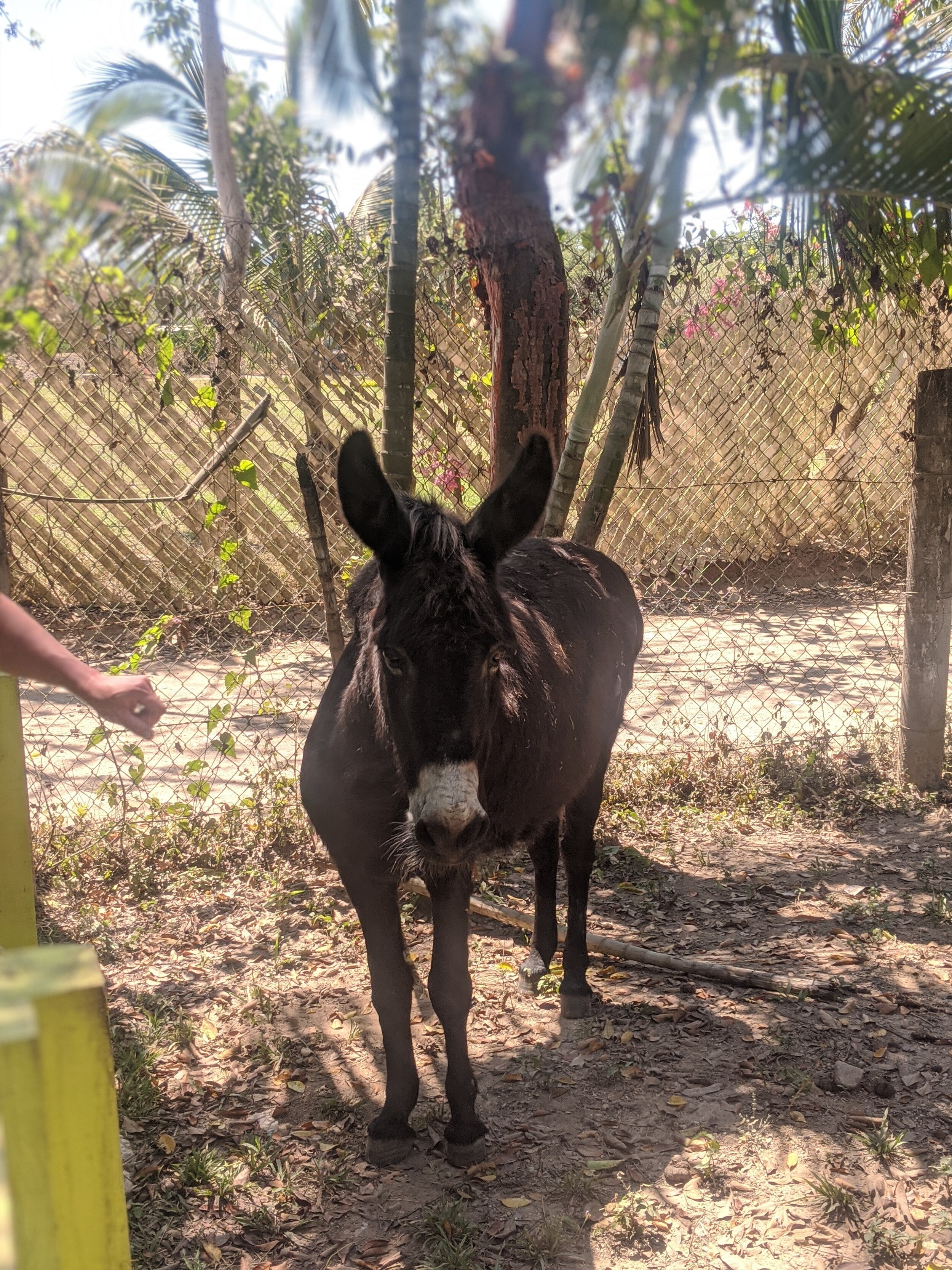 Animal Sanctuary | Lo De Marcos