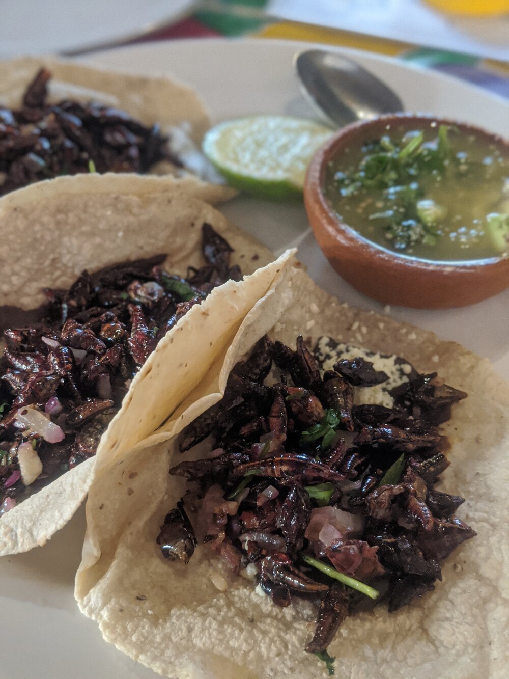 We came for the chapulines!