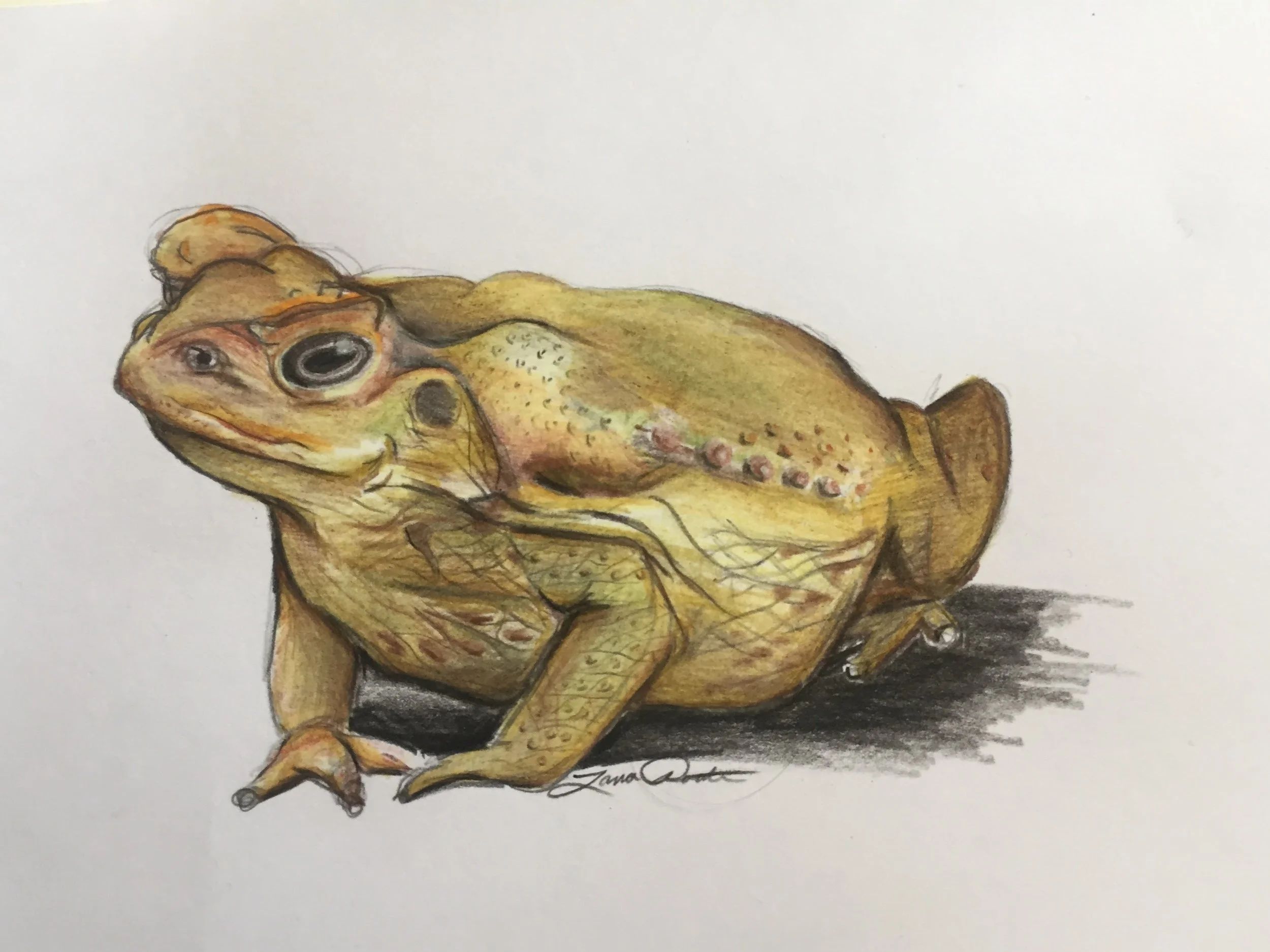 Toad 