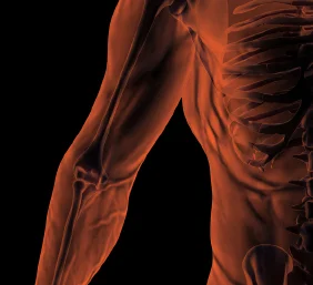 Yin Yoga – Fascinating Humans and the World of Anatomy