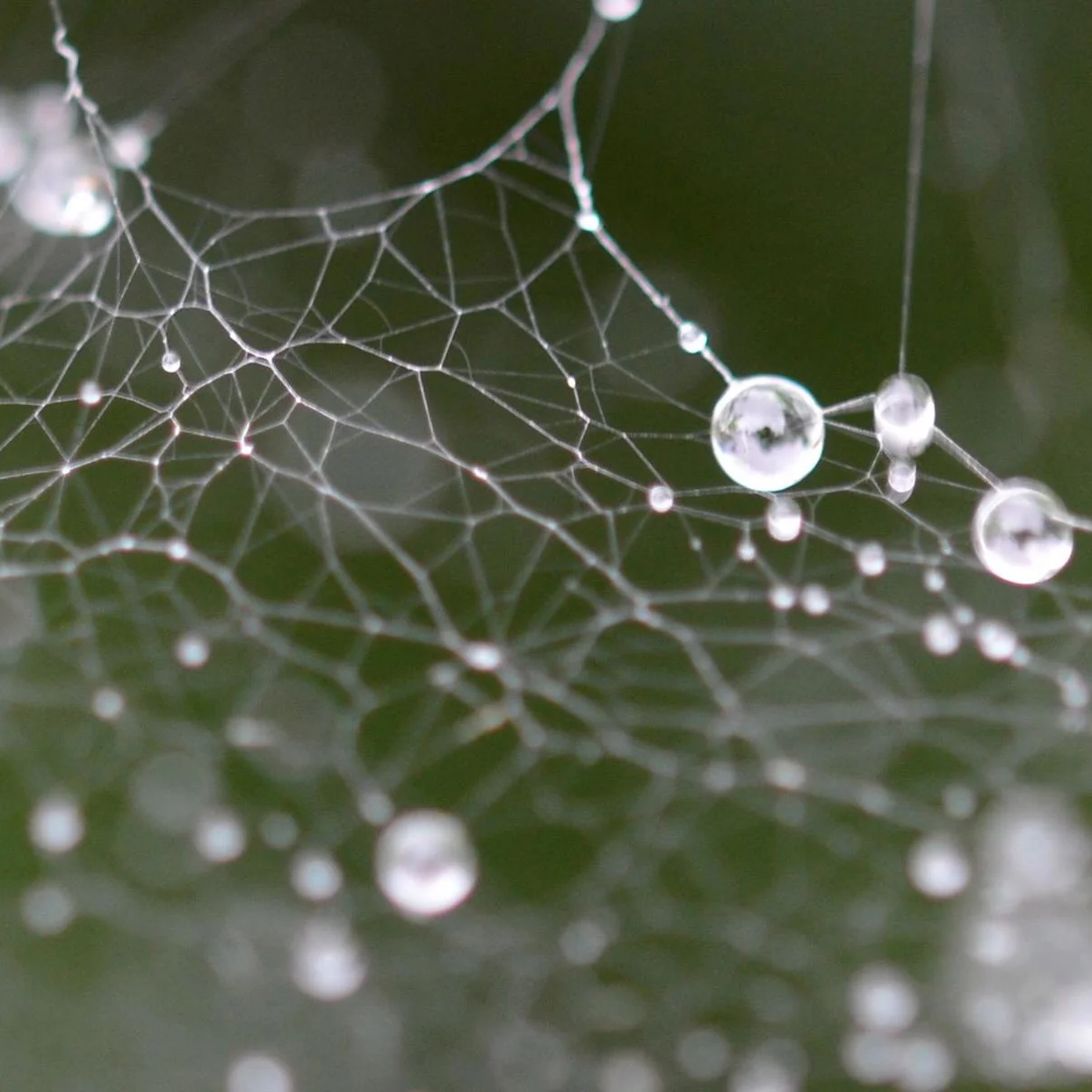 What is fascia and what is its function in Yin yoga?