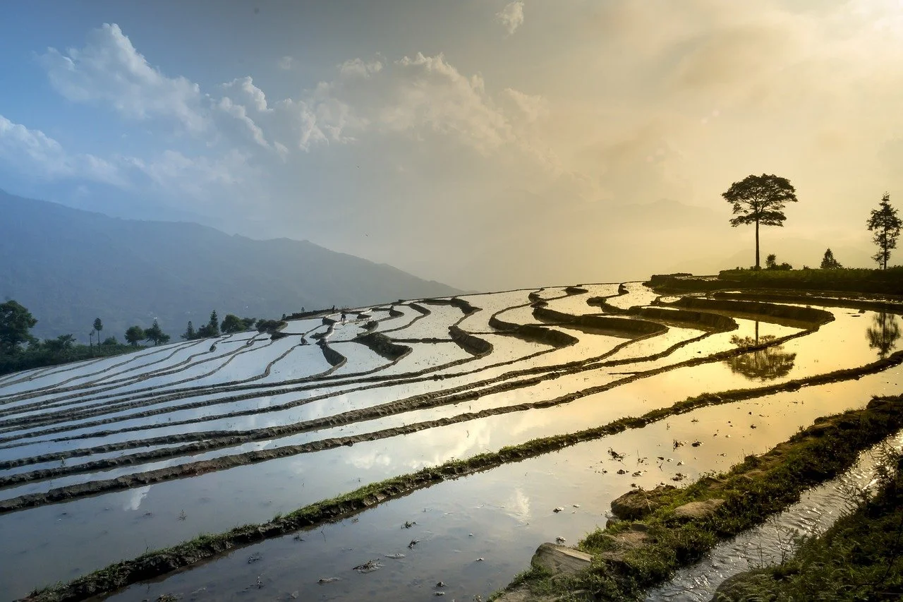 rice-field-ga47b5ec0f_1280.jpg