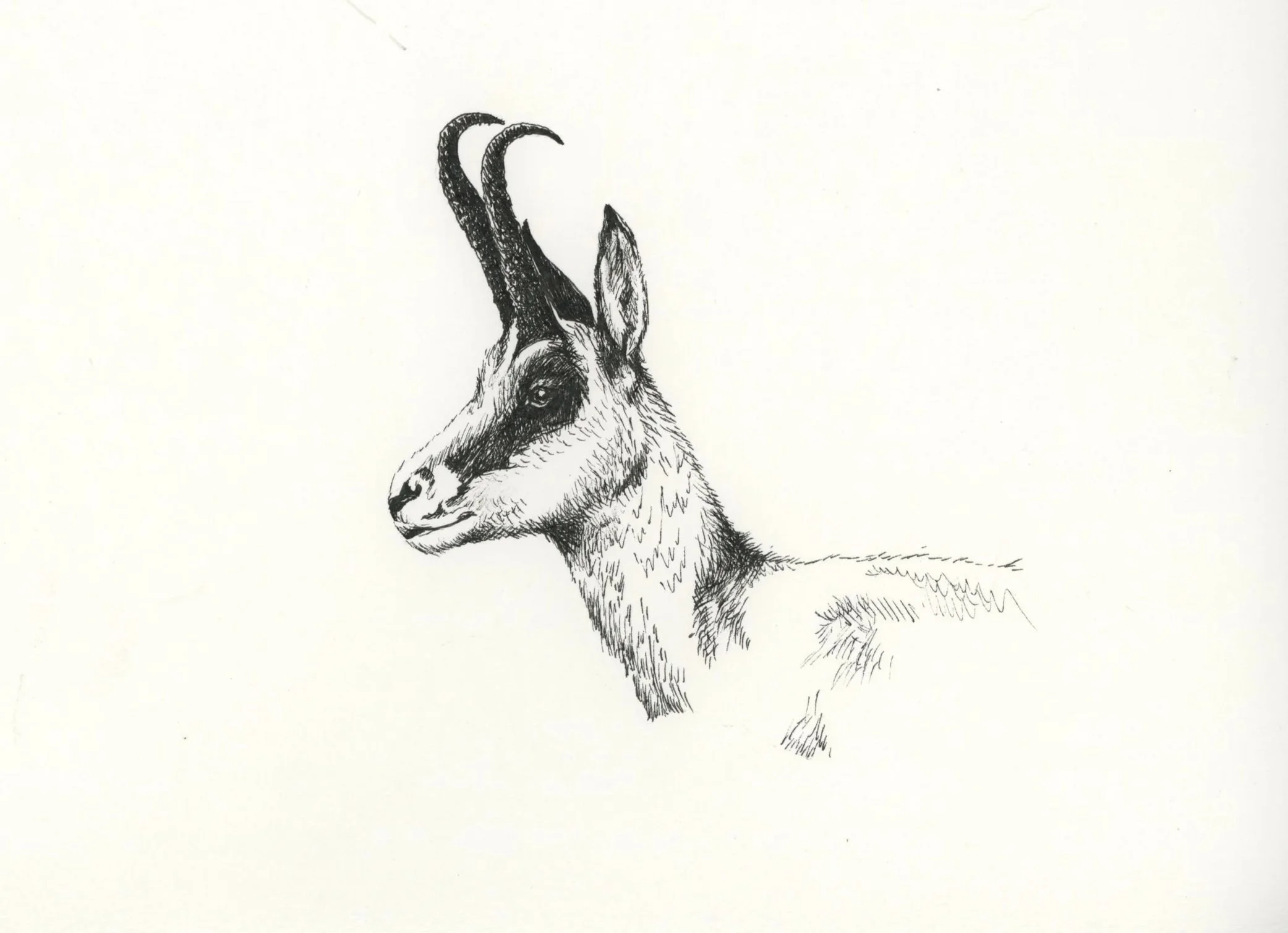 pronghorn.jpg