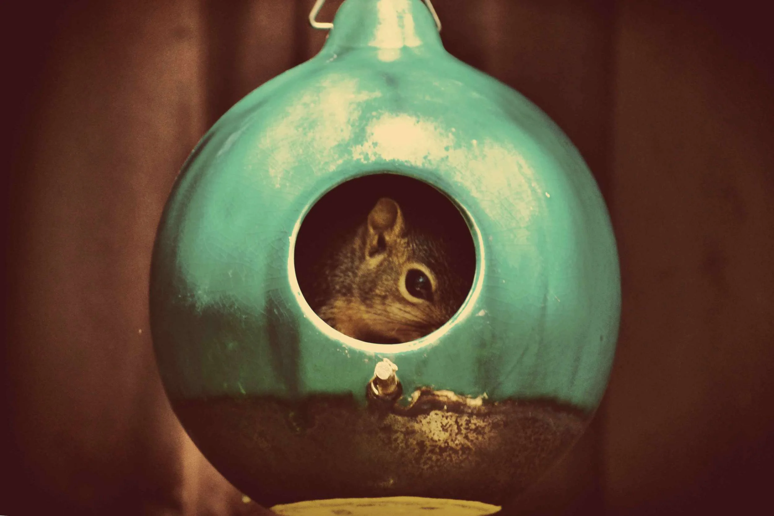 No Nuts In Here