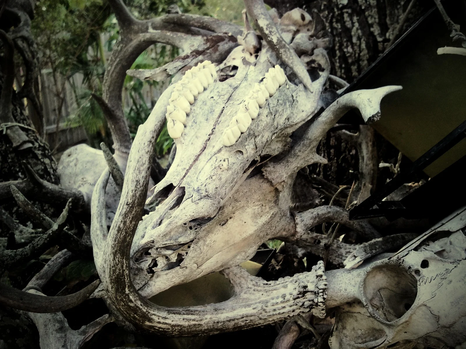 Toothy Bones