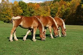 Horses at Watson - Bleiler picture.jpg