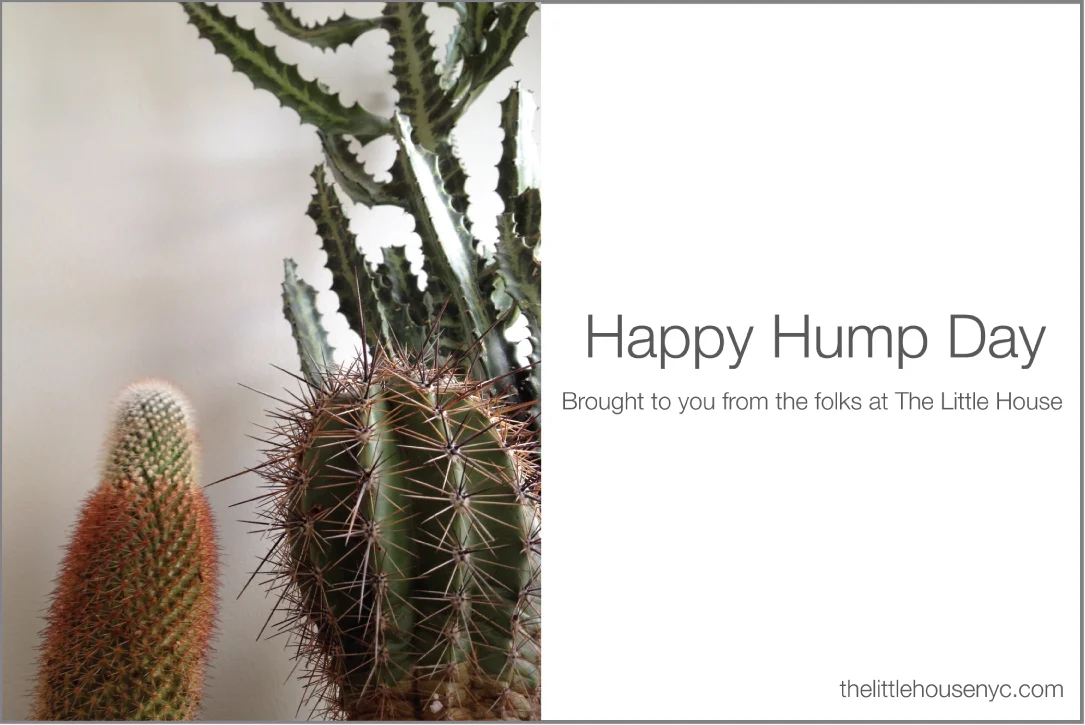 Happy-Hump-Day-Cacti.jpg