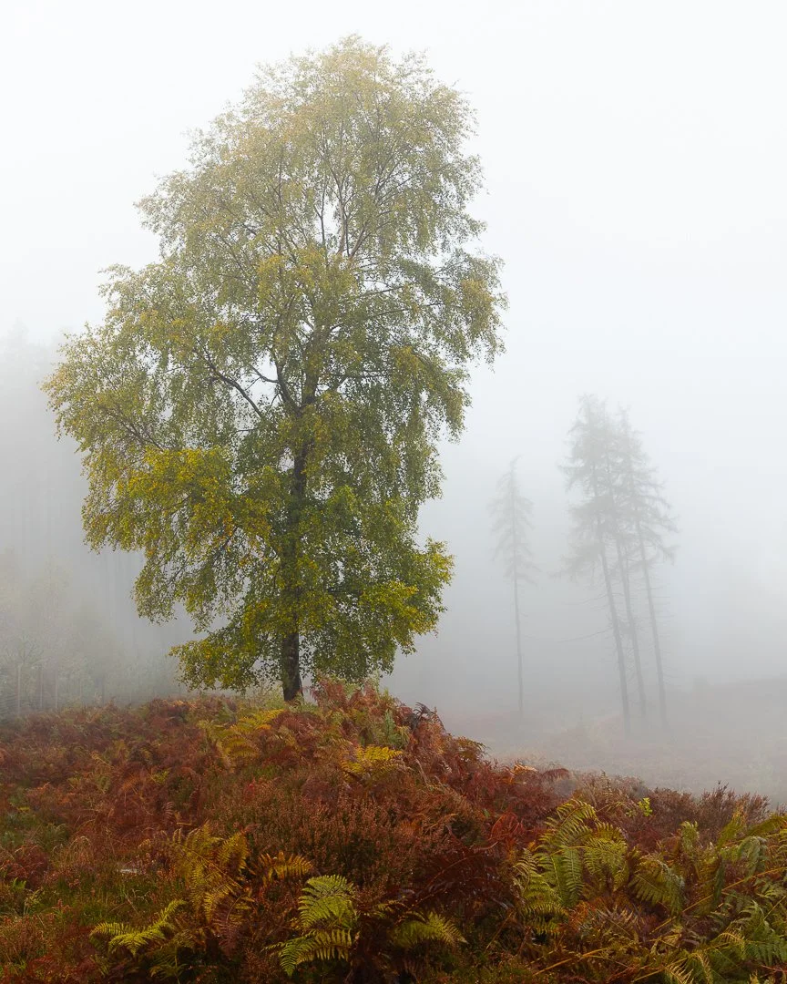 LaraghOct23 WebIMG_0137-Pano-007.JPG