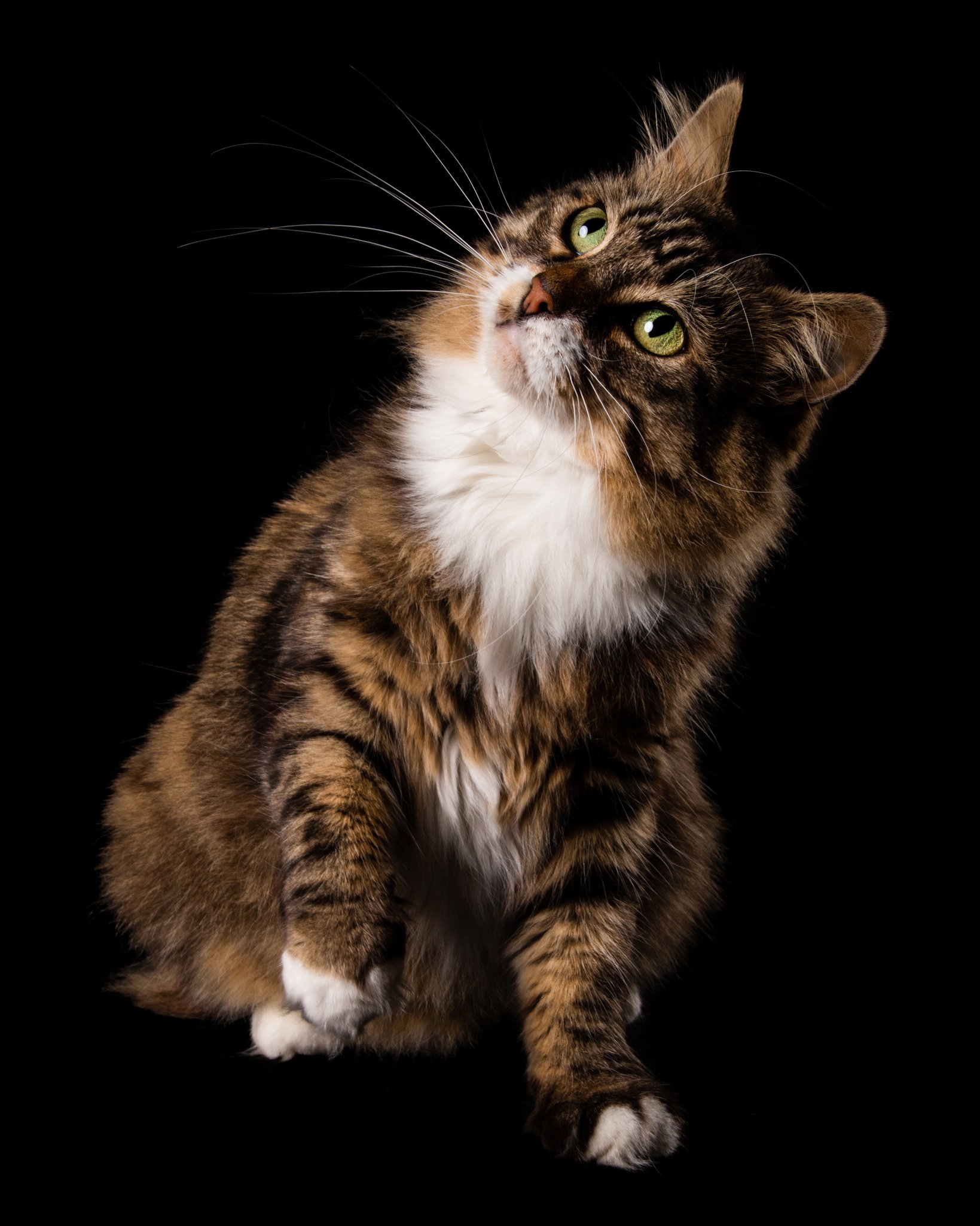 JadecatStudioweb009.JPG