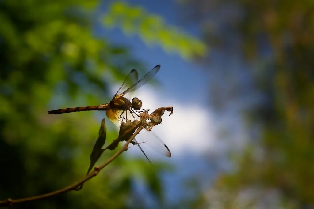 Dragonfly