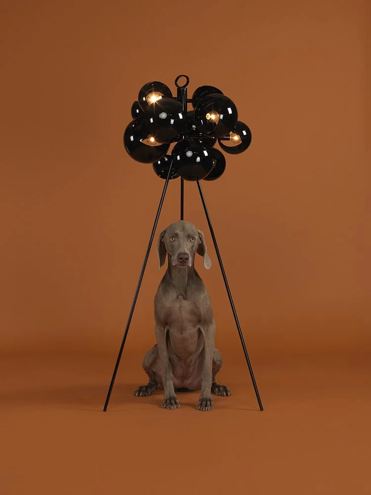 5_316_Kopra-Standing_-by-William-Wegman.jpg