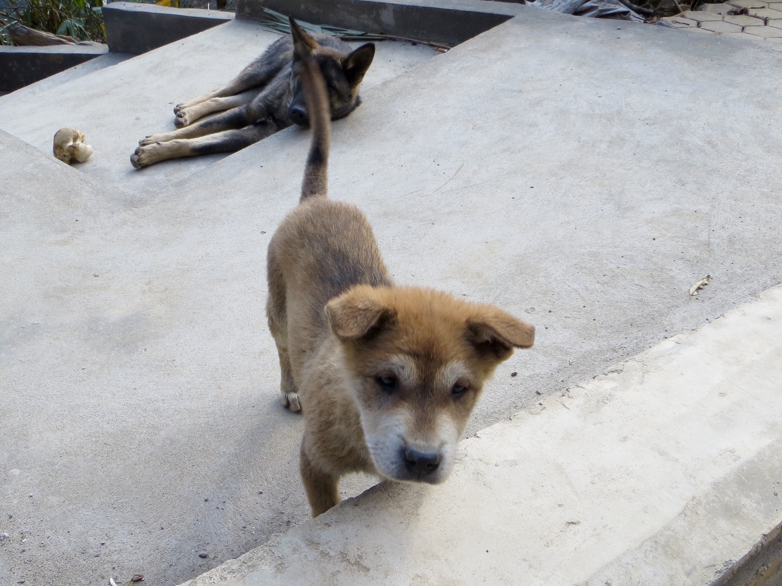  These dogs are just for looking, not for eating 