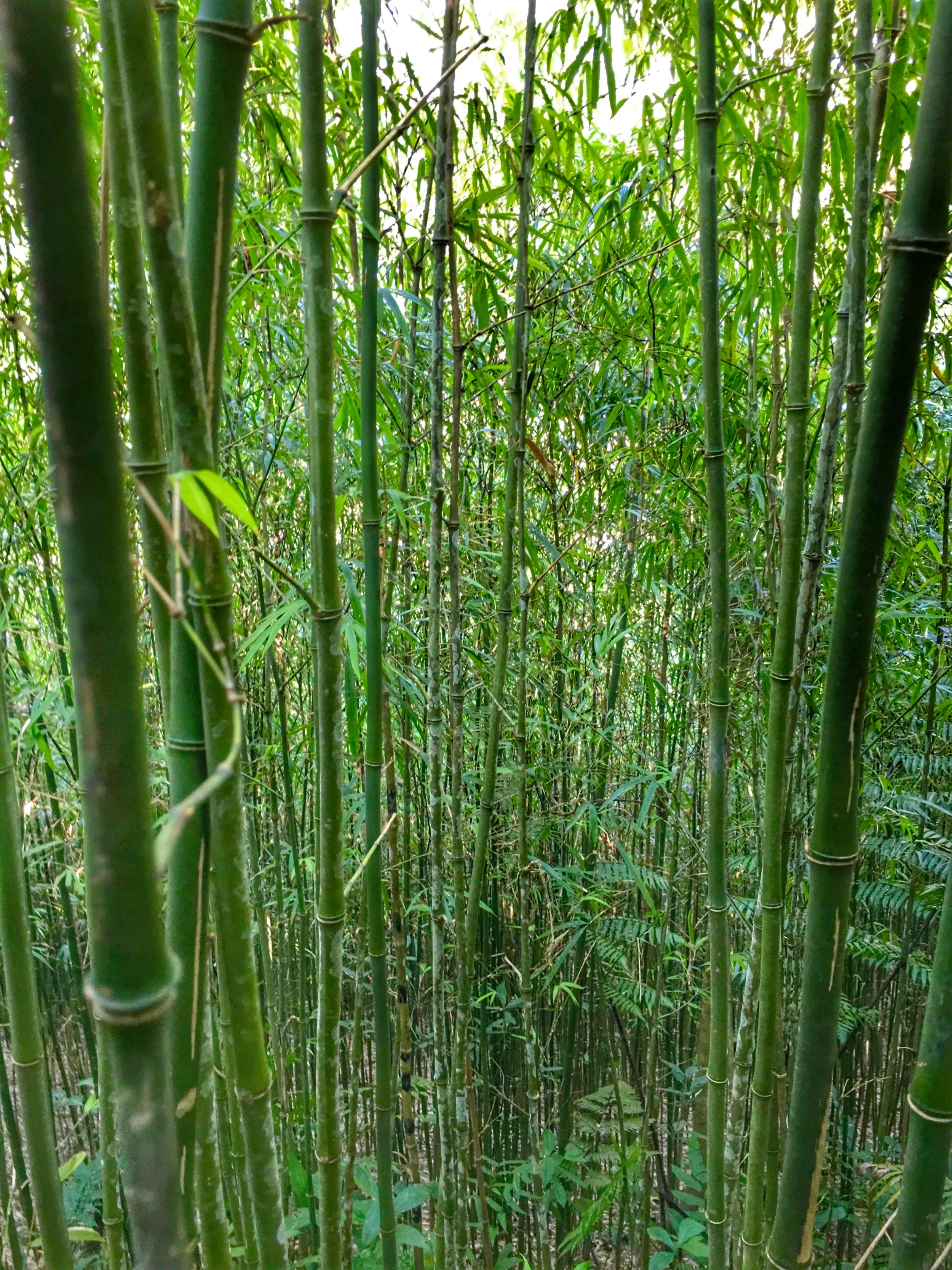  Bamboo forest&nbsp; 