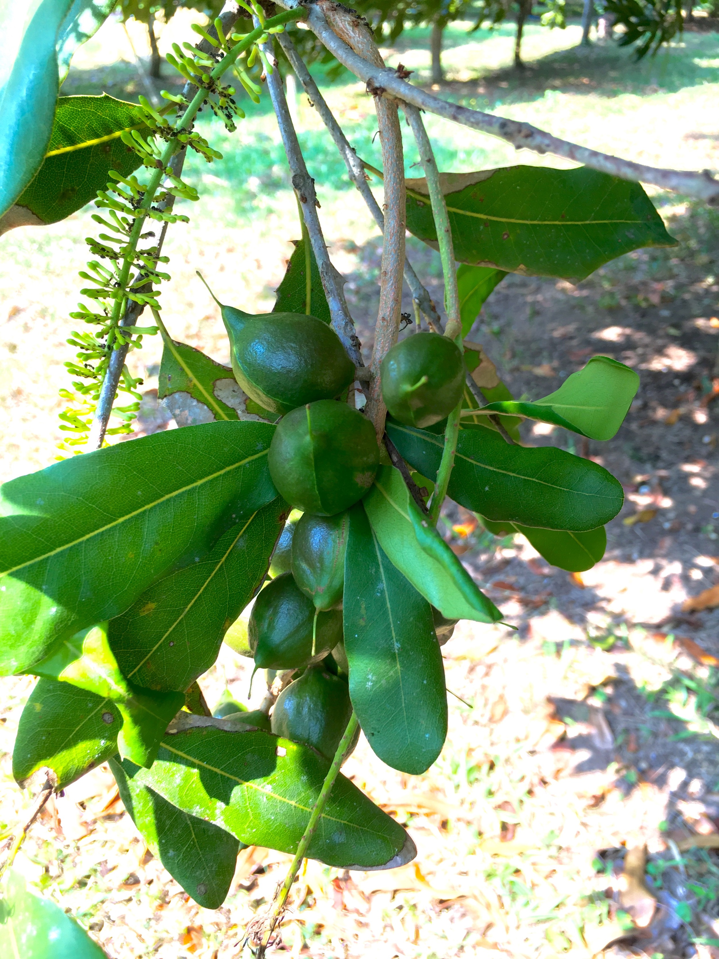  Macadamia nuts 