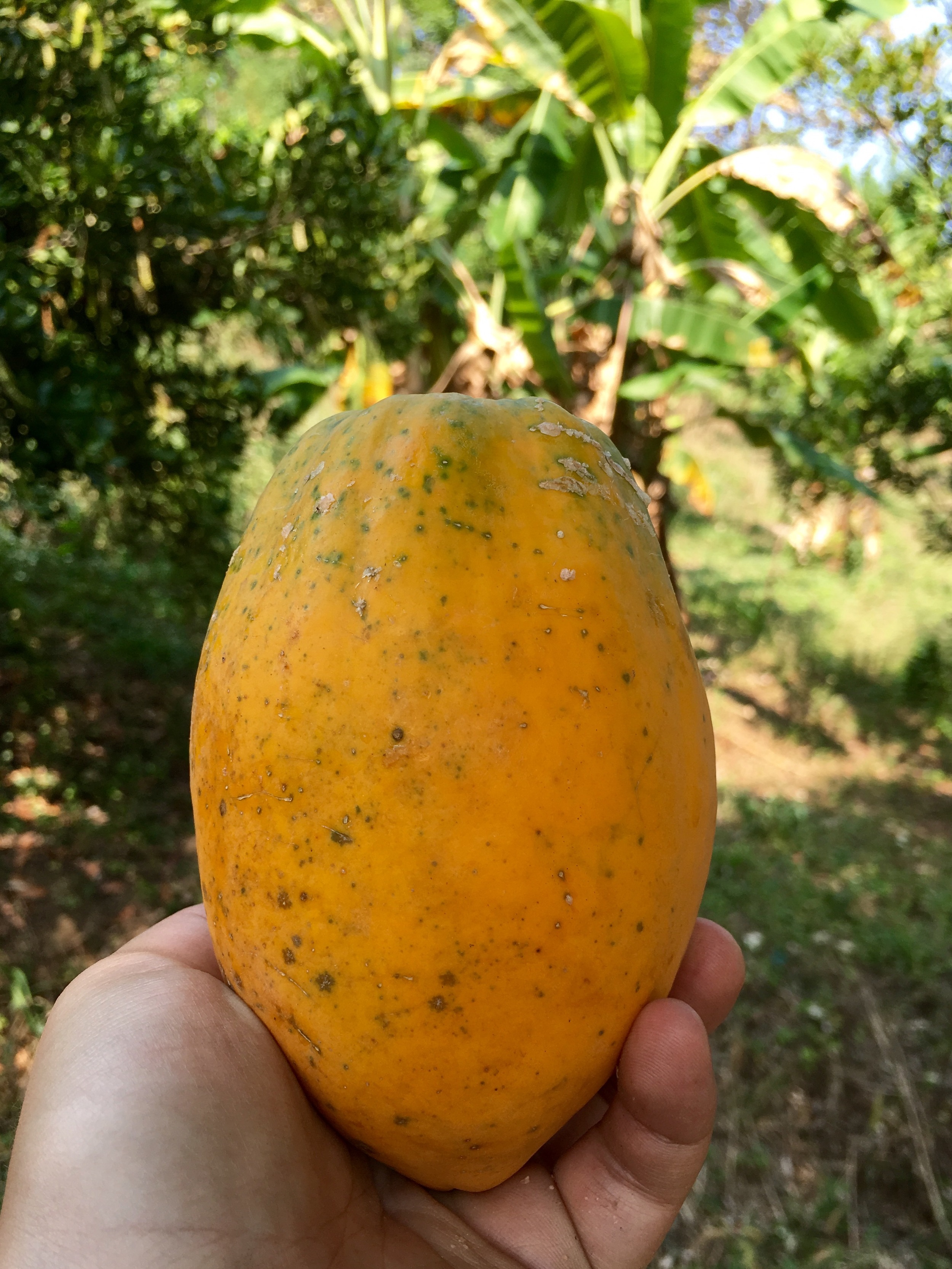  The most delicious papaya 