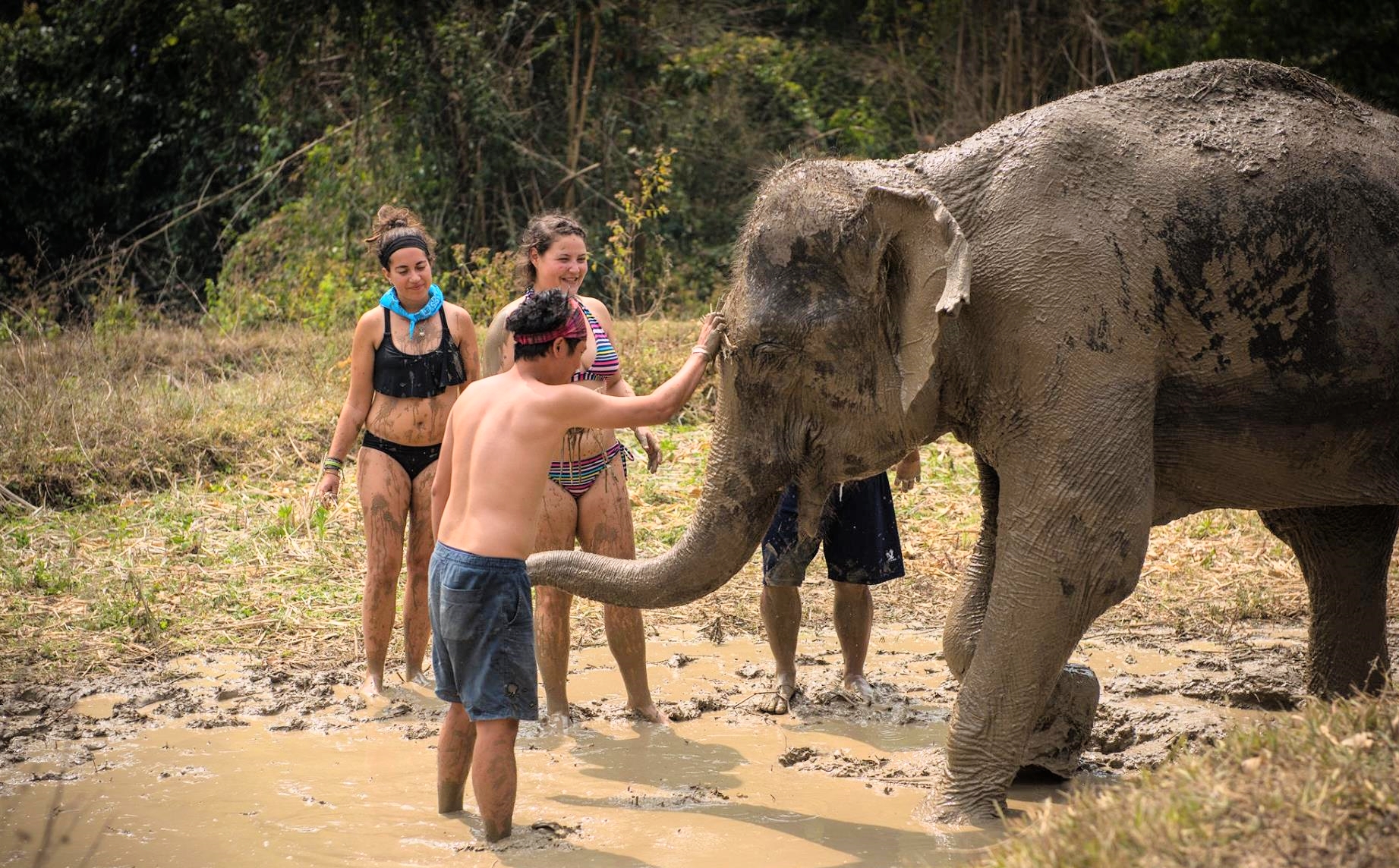  Elephant spa 