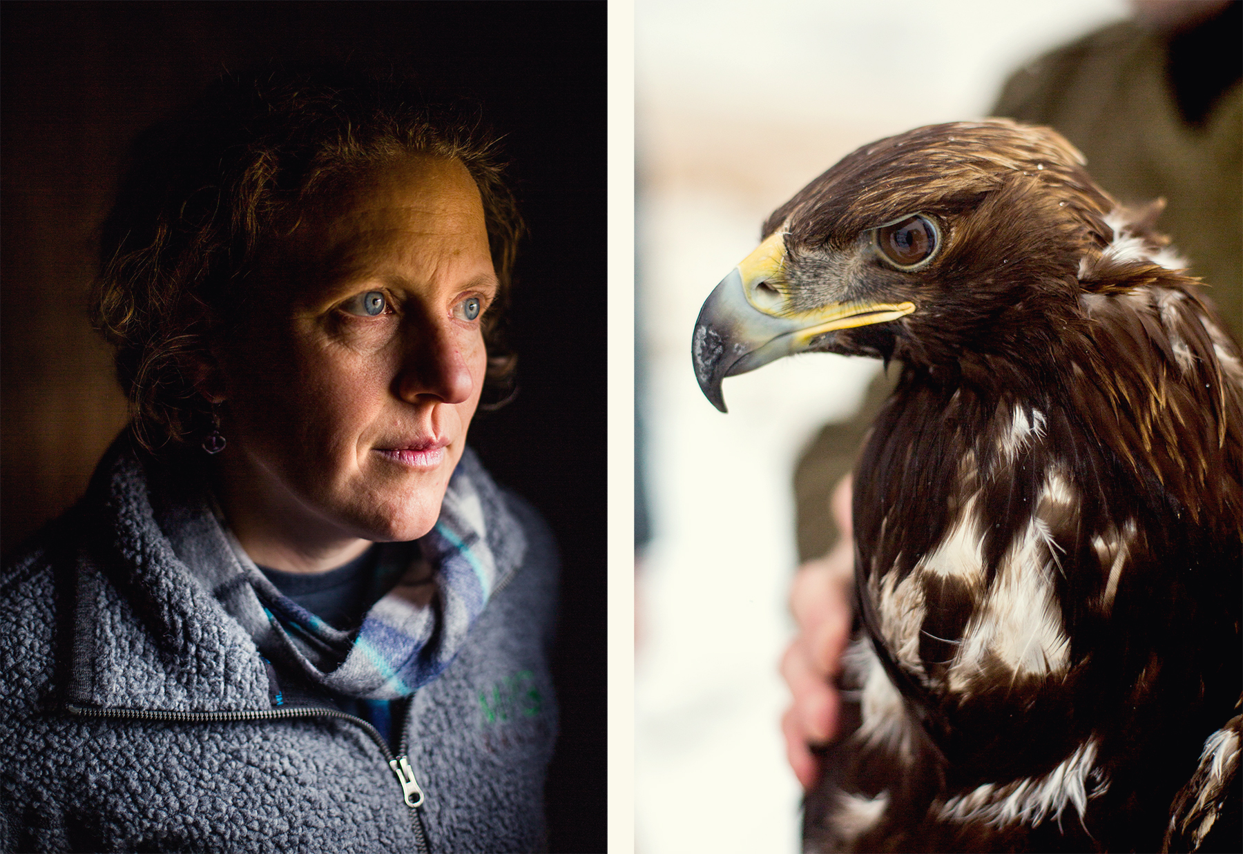 Bitterroot Valley, Montana // The Raptor View Research Institute in western Montana is building a multi-year project on the Bald and Golden Eagles that overwinter in the narrow sliver of the Rocky Mountains known as the Bitterroot Valley. Tagging individual bird takes a lot of effort, however, plus a fair amount of luck—and the team can trap only a fraction of the raptors that roam the valley. In 2017, the Bitterroot Winter Eagle Project devised a creative way to log each and every visitor lured by the roadkill bait: Build a volunteer army. Over that winter, about 30 tracts of private property hosted carcass stations, each equipped with a motion-detecting camera. Through the community science site zooniverse.org, thousands of people across the globe are helping classify the species captured in hundreds of thousands of wildlife-triggered photos. Photographed for Audubon Magazine