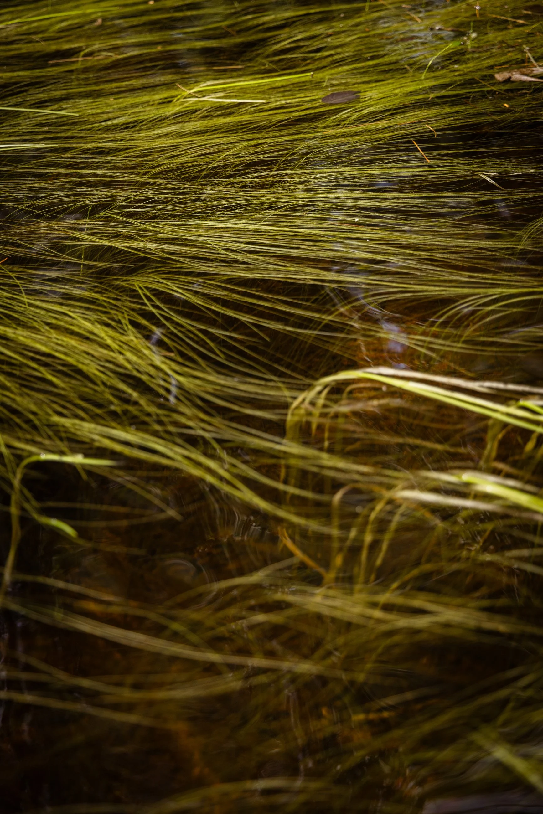 TNC_website edit11.JPG