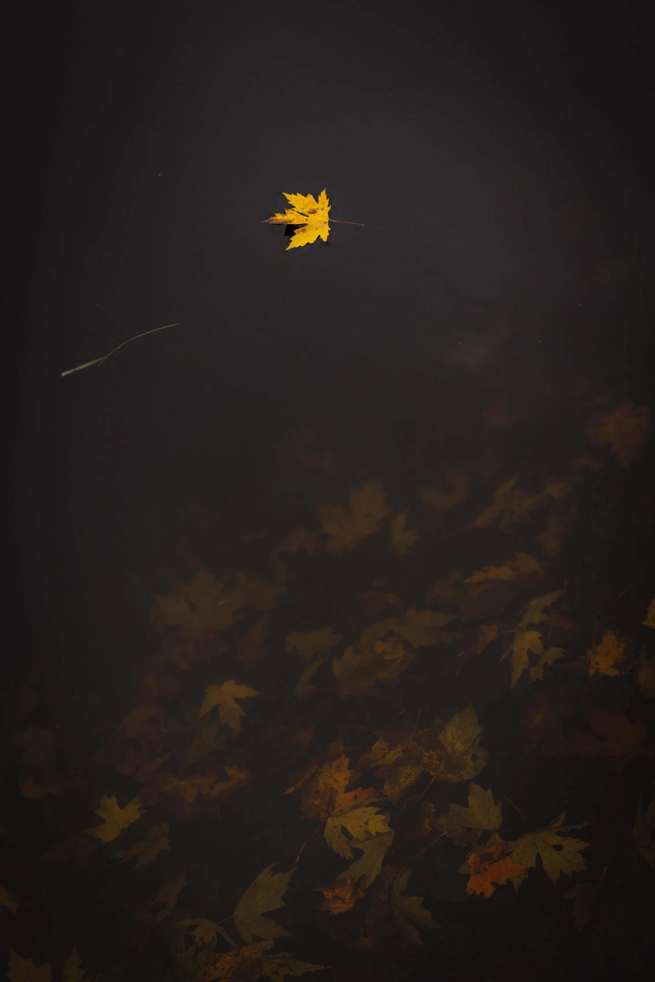 TNC_website edit16.JPG