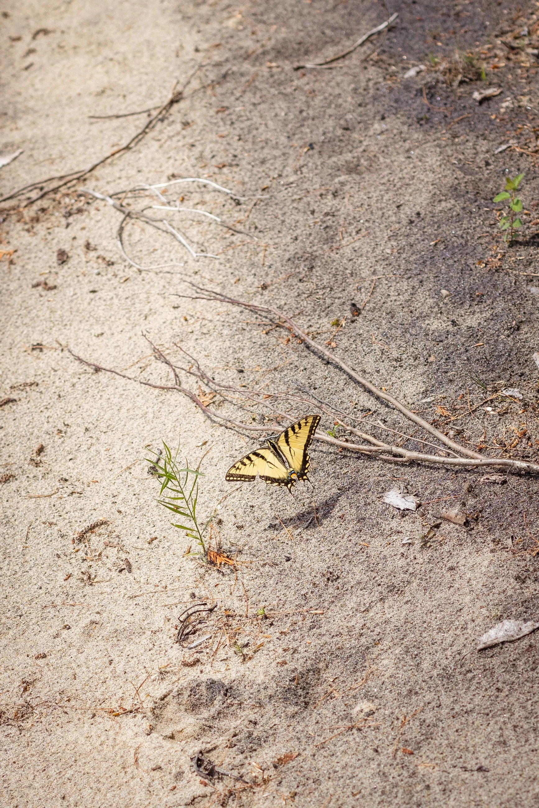 TNC_website edit20.JPG