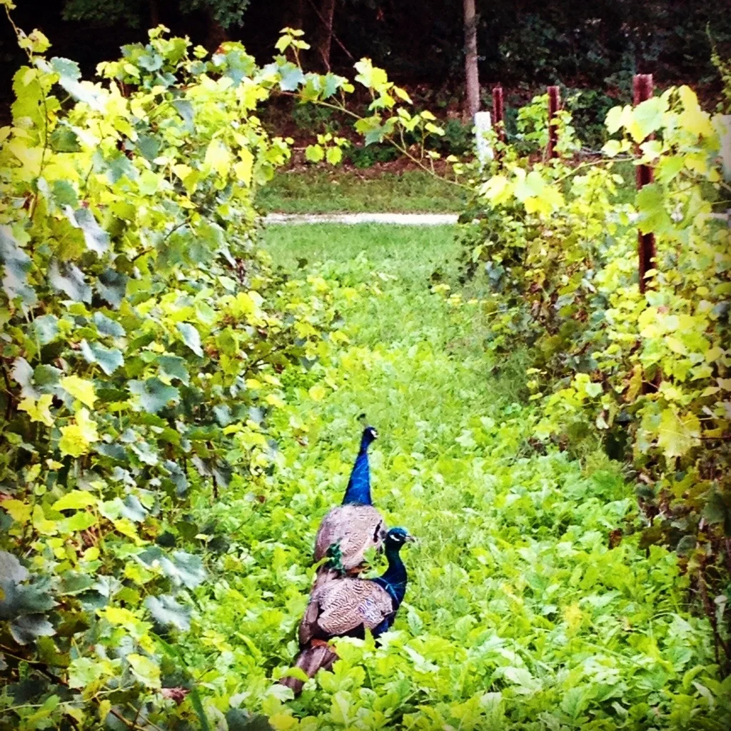 Martian Wine Dinner - Friday, May 11th