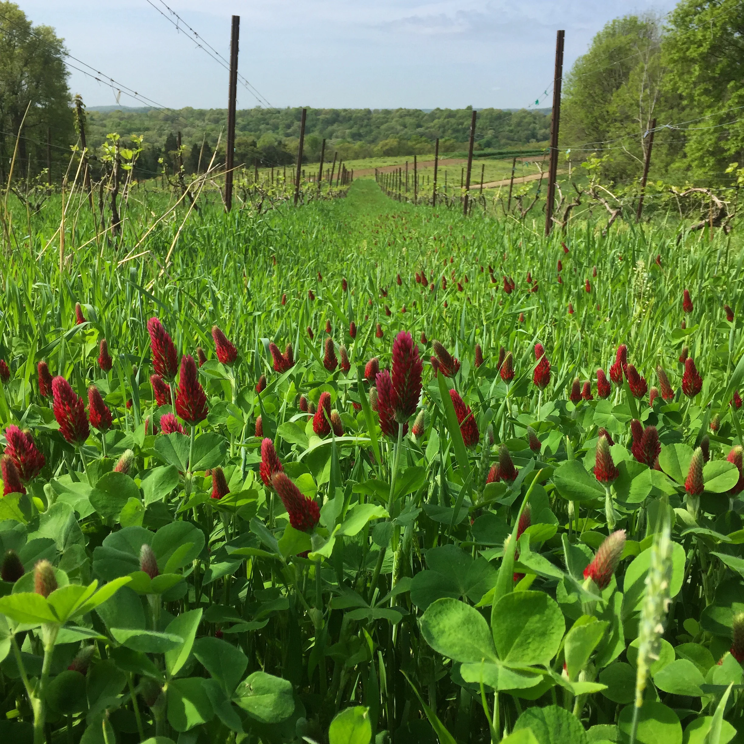 Colleen Wagner - Sat May 12th Event
