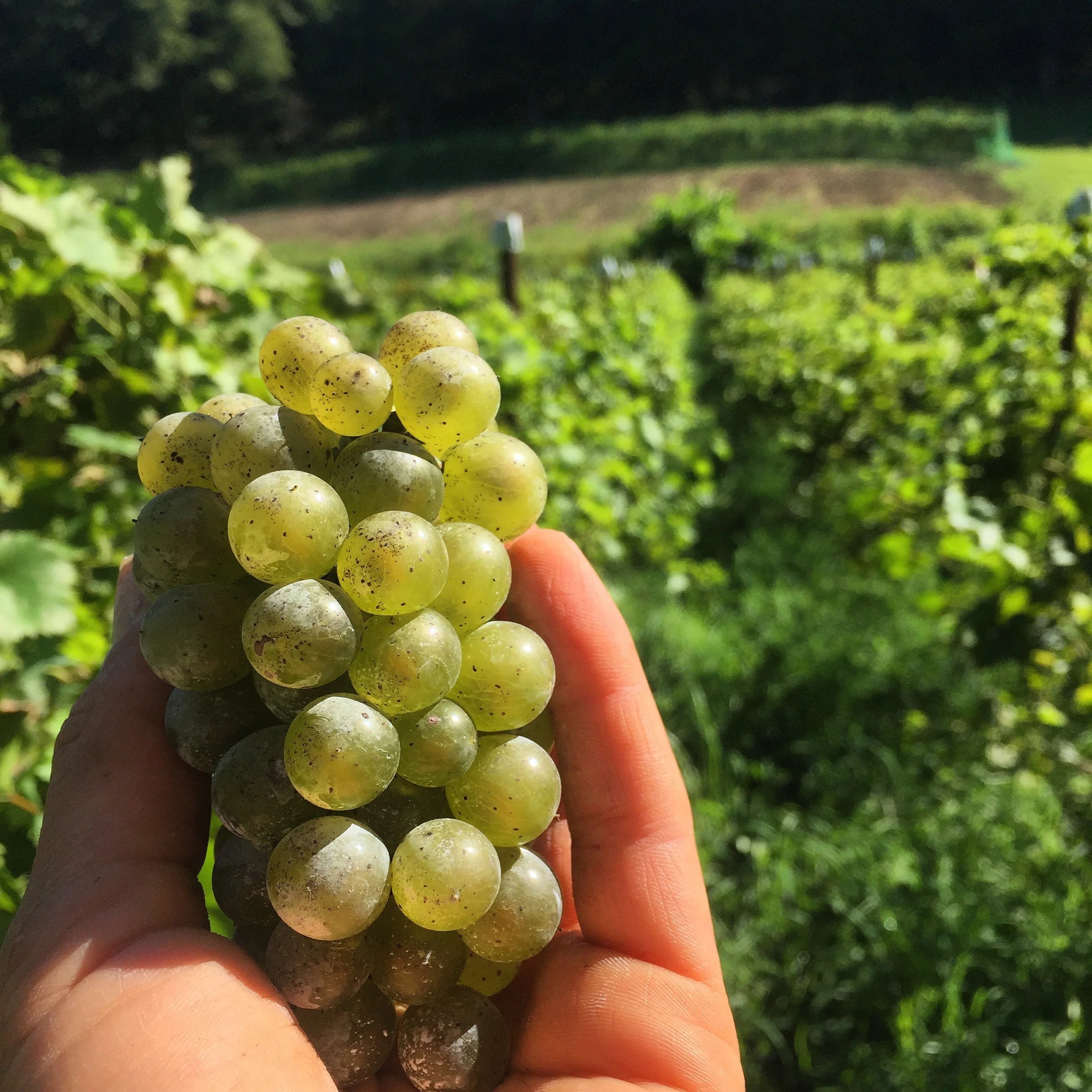 Zorjan Chardonnay 2015