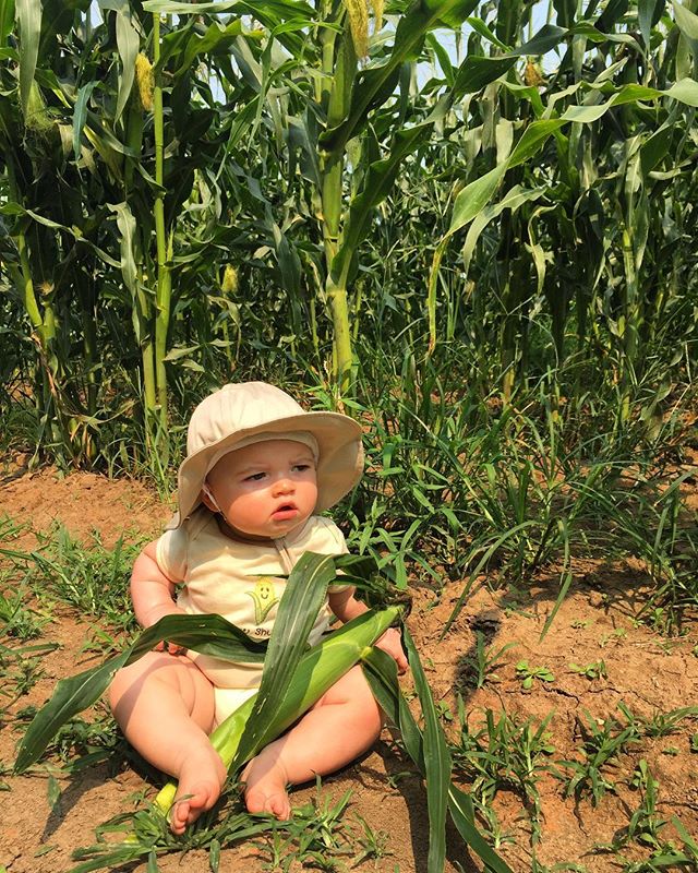Kai will eat all the corns #claverachfarm #farmbaby