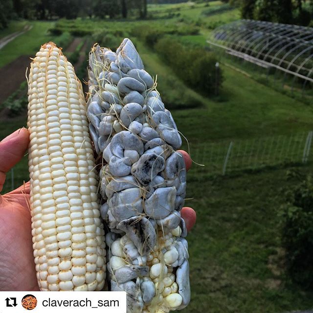 #Repost @claverach_sam with @get_repost
・・・
These 2 ears of corn are from the same corn plant! #huitlacoche #claverachfarm