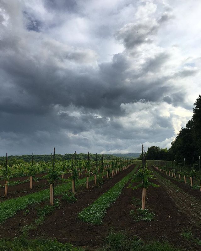 New vineyard of Muscat and Riesling hybrids up top #triumphofthehybrids #claverachfarm #naturalwine #missouriwine