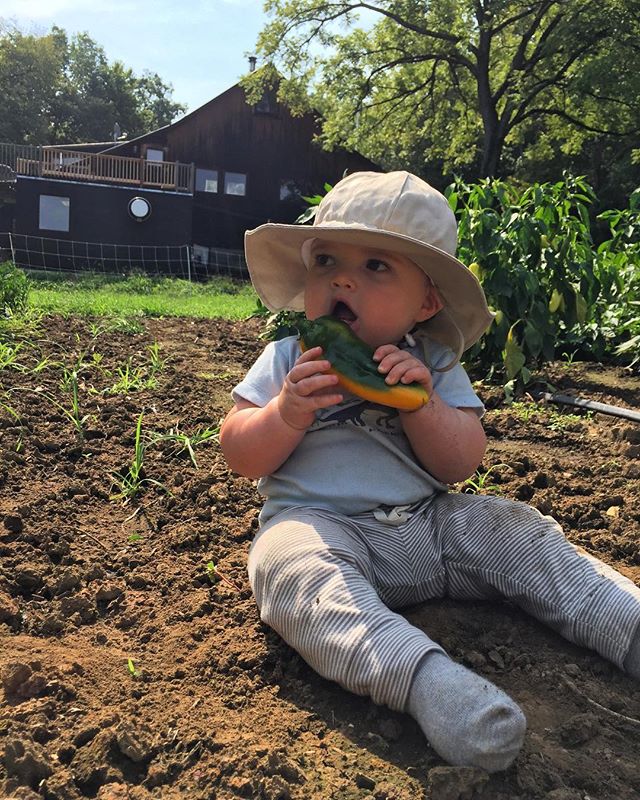 Young Kai-zey in the pepper patch #farmbaby #clavetachfarm
