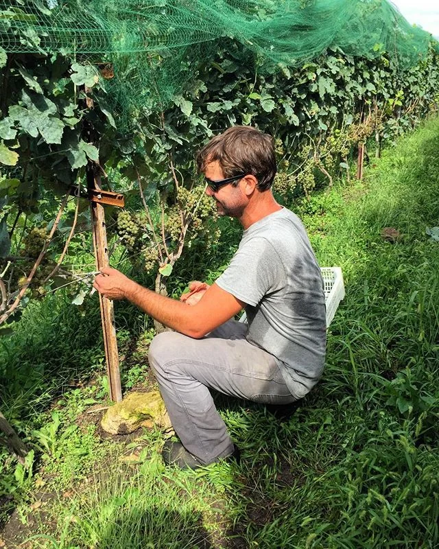 First day of harvest. @claverach_sam in the #marsanne . #missouriwine #naturalwine #triumphofthehybrids #claverachfarm