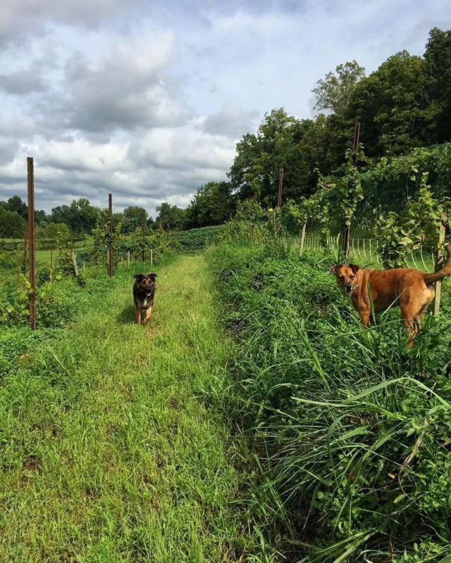 #farmdogs #claverachfarm #missouriwine #naturalwine #triumphofthehybrids