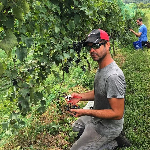 Day 1 of chambourcin harvest #triumphofthehybrids #missouriwine #naturalwine #claverachfarm