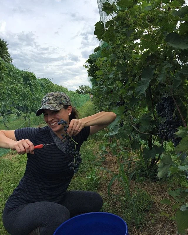 Aunt @becciezz in from Nashville to help pick chambourcin #triumphofthehybrids #claverachfarm #naturalwine #missouriwine