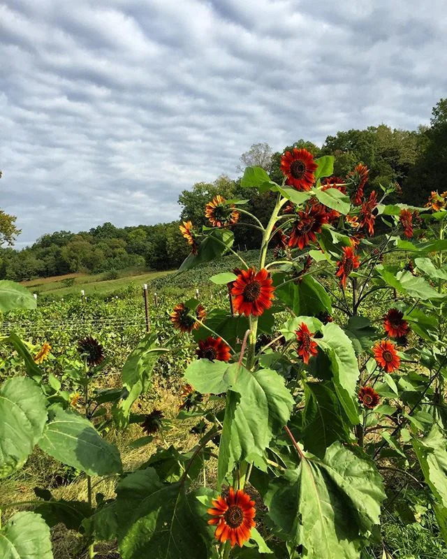 Fall on the farm! #claverachfarm