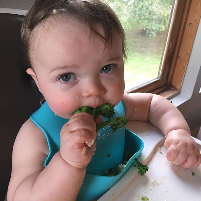 Kai&rsquo;s first taste of my favorite fall vegetable, happy rich Chinese broccoli! He loves it. #farmbaby #claverachfarm #babyledweaning