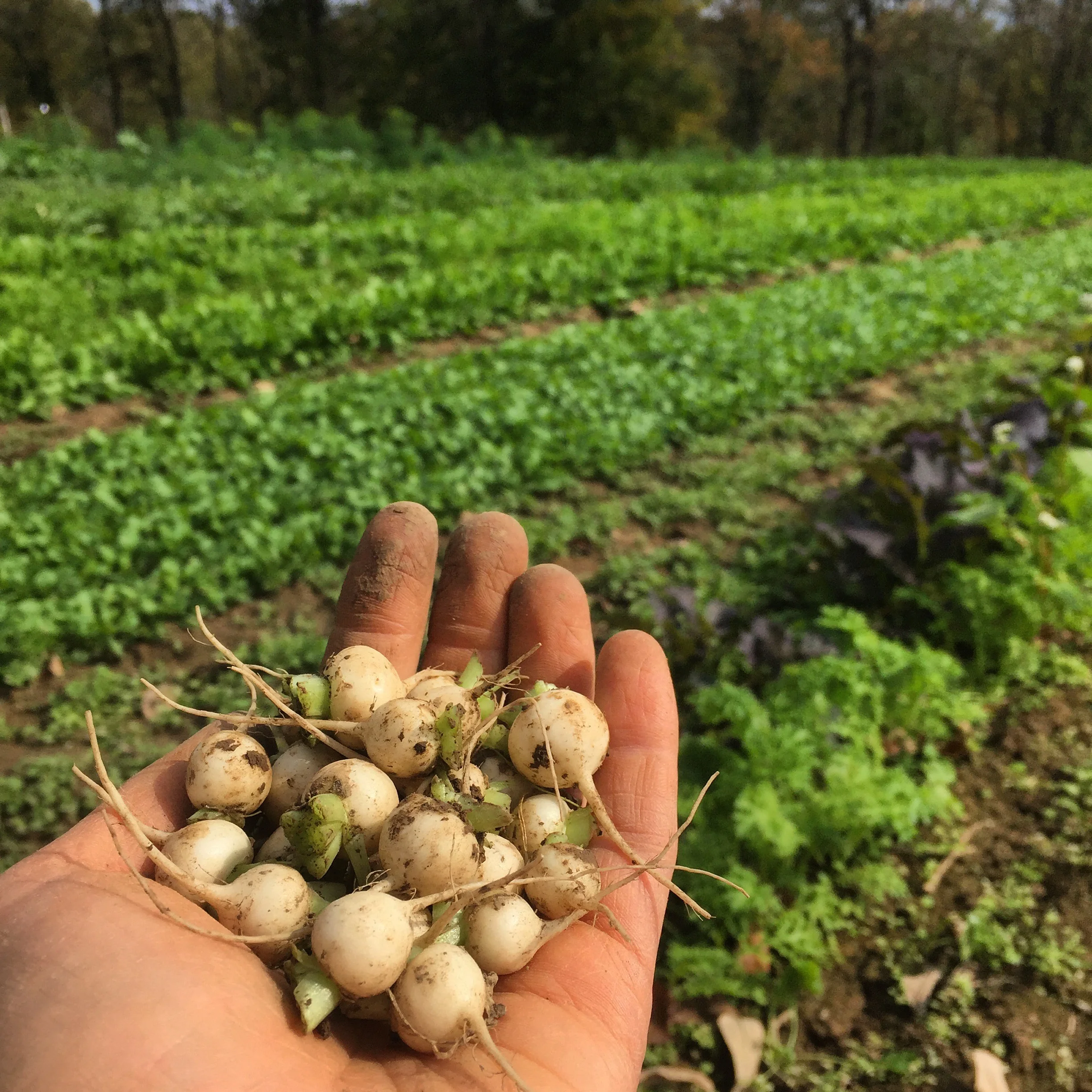 Detalus Payment for Oct 18th Event