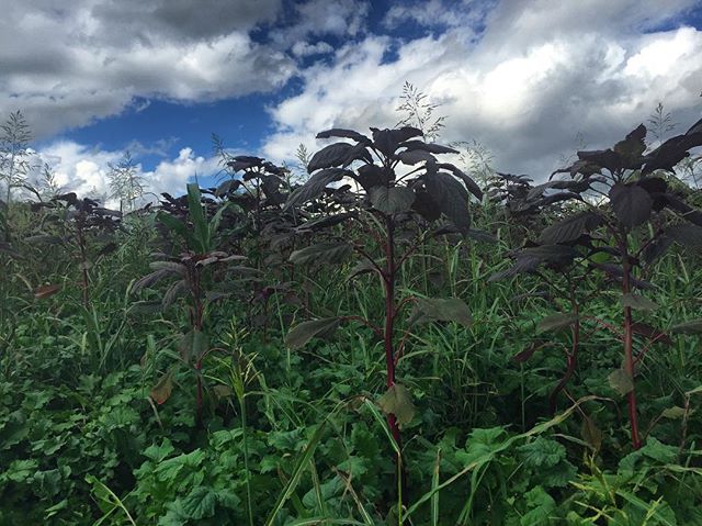 Fall #covercrop #claverachfarm