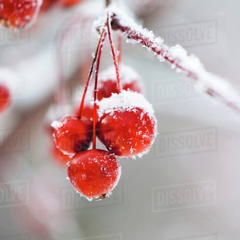 Cherries in the Snow