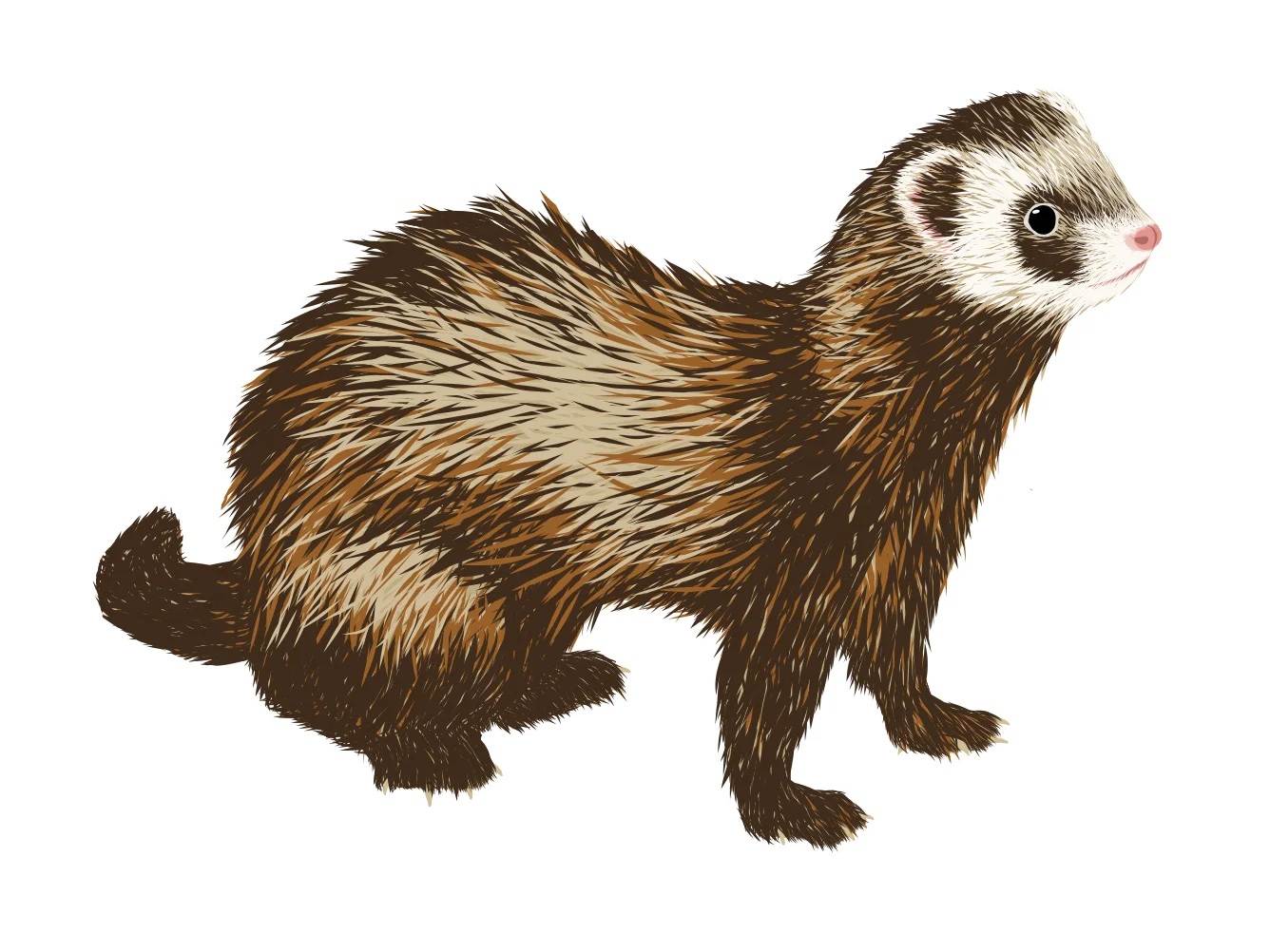 Ferret.jpg