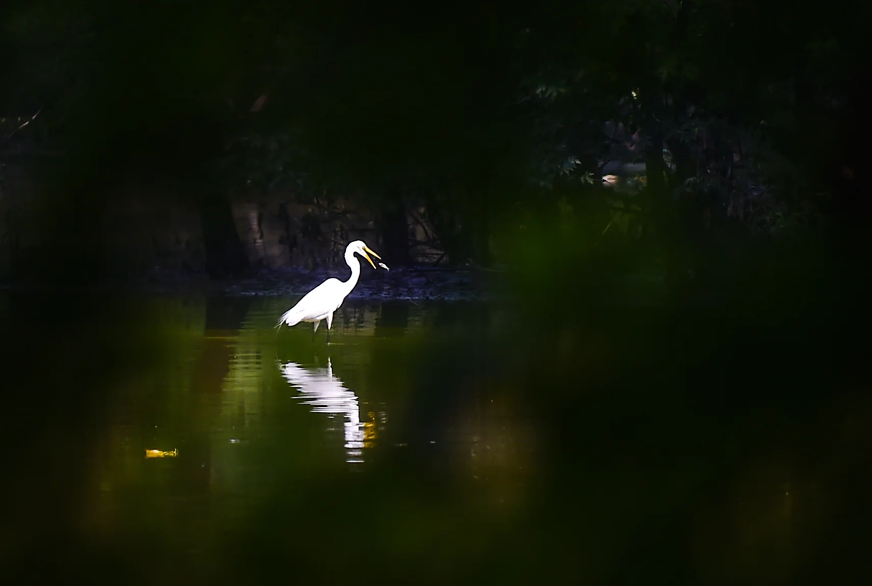 A White Heron finds a snack in the quiet waters of Scioto Audobon Metro Park.