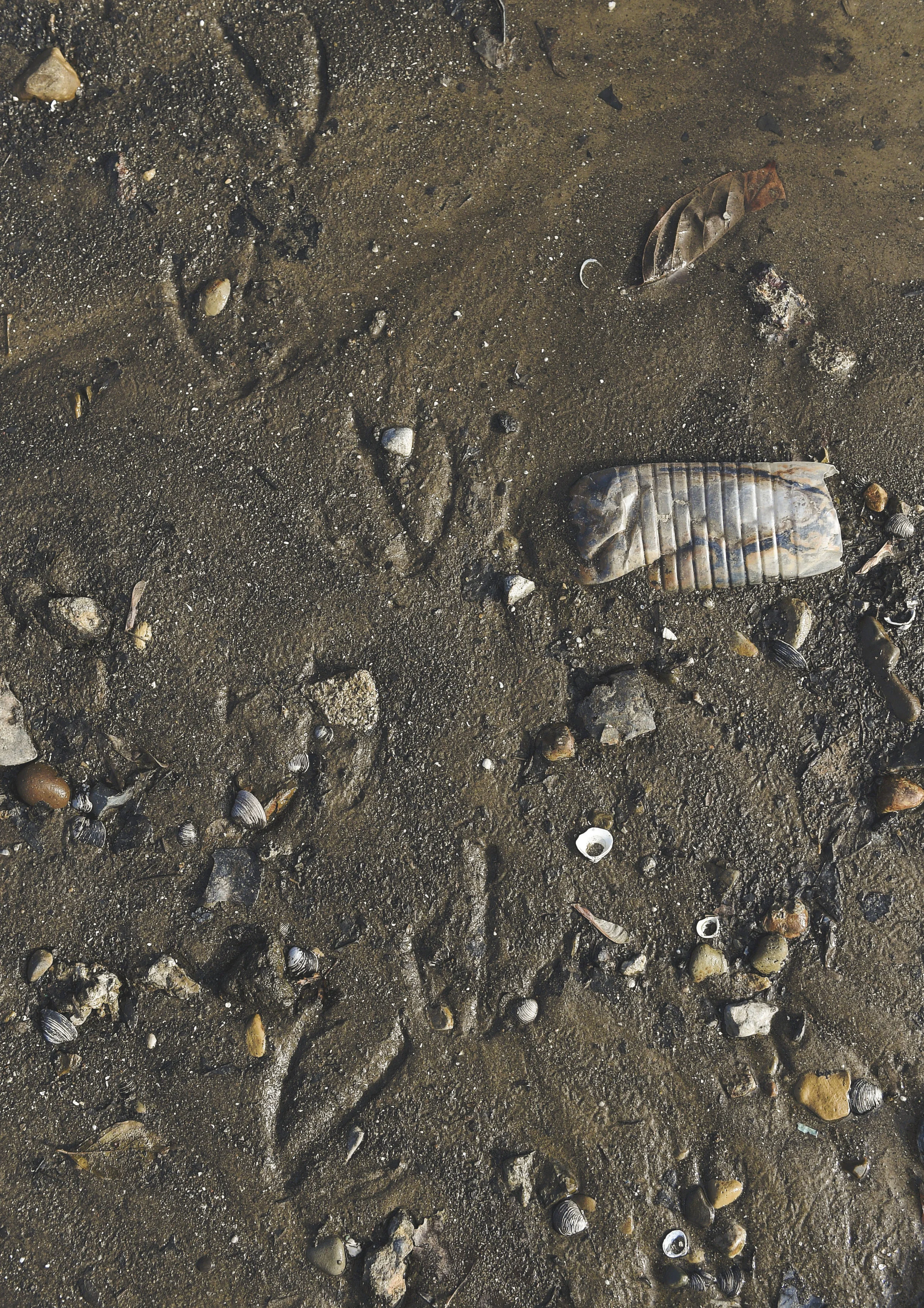 The tracks of a bird in wet mud pass a discarded water bottle on the east shore of the Scioto River.