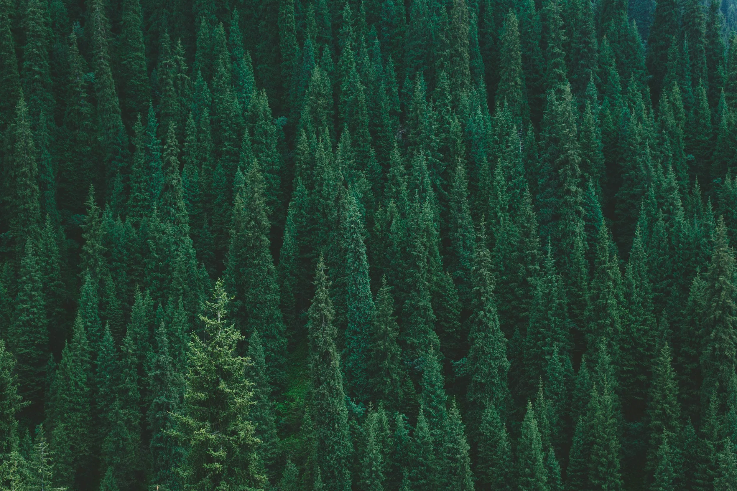 A dense forest of tall evergreen trees, covering a vast area with varying shades of green.