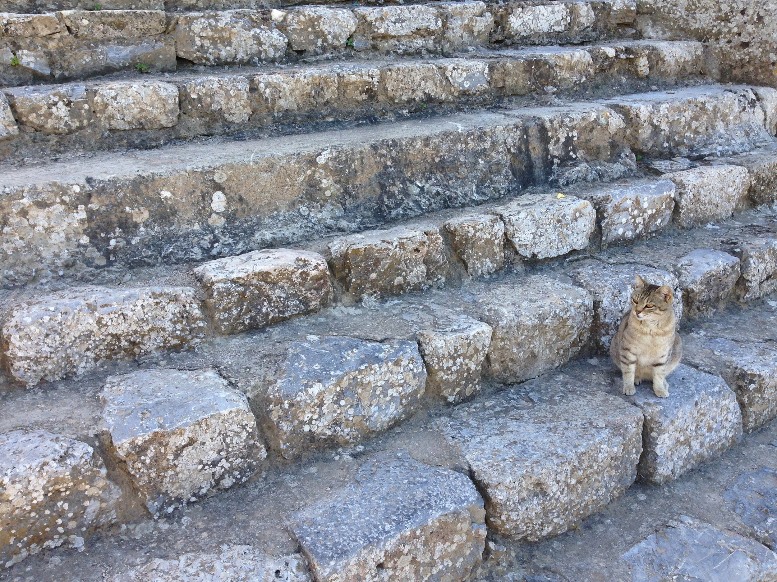 Stone stairs with a tabby cat sitting at the bottom right corner.