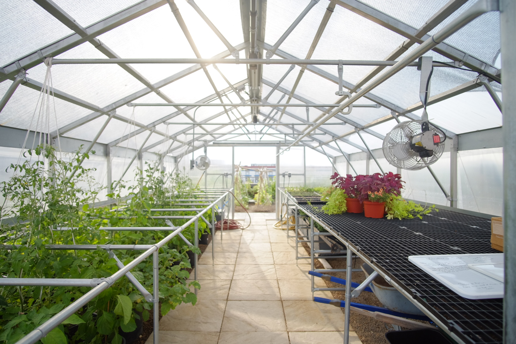 Inside greenhouse with tomato and tomatillo plants