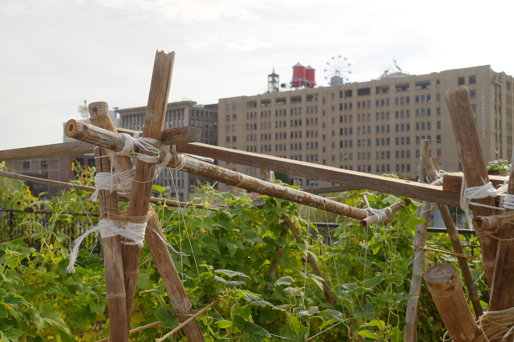Copy of Constructed wooden trellis on FOOD ROOF Farm with tall green plants and the city museum rooftop in background 